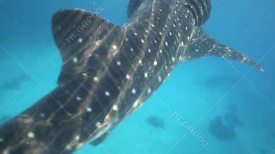 Whale shark underwater being fed krill