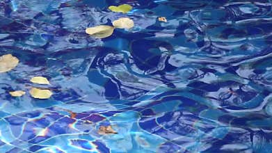 Clear water with leaves