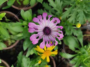 African daisies, Osteosperme blanc, Marguerite du cap, Osteospermum ecklonis 'Spoon Mix', Asteraceae
