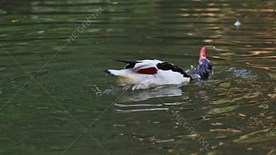 Common Shelduck, Tadorna tadorna swimming on the water