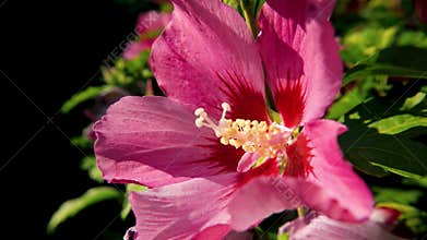 Pink Hibiscus Flower Close-Up with Red Center in Sunlight