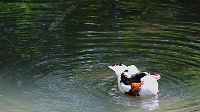 Common Shelduck, Tadorna tadorna swimming on the water