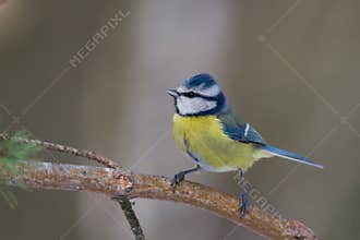 Blue tit (aka parus caeruelus)