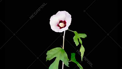 Opening Beautiful White Hibiscus Flower