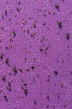 Bugs on Emerald Ash Borer Trap