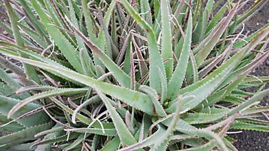 Aloe vera plant growing in botanical garden in Canary Islands. Thick green leaves with sharp edges