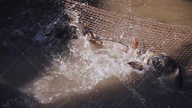 Fishermen hauling carp in a muddy river net during harvest.