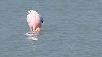 Spectacular flamingo preening on the water in El Hondo Natural Park