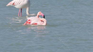 Spectacular flamingo preening on the water in El Hondo Natural Park