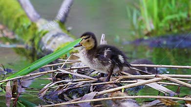 Cute wild duckling standing on a floating log and preening feathers in a green pond