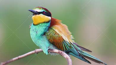 Colorful European bee-eater carefully preening its beautiful feathers on a branch