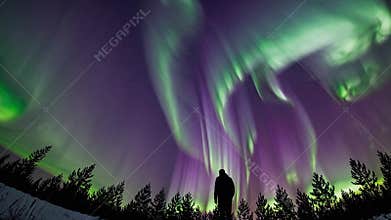 silhouette under vivid aurora sky, purple and green curtains of light ripple above pine forest lone observer stands on