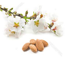 Almond flowers and nuts