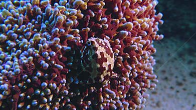Closeup of coral and crab interaction. Intimate macro photograph of marine creatures within coral environment. Vivid