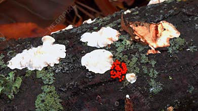 Wood-decaying fungi growing on rotting wood in a forest near Princeton