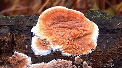 Wood-decaying fungi growing on rotting wood in a forest near Princeton