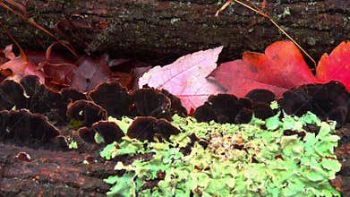 Wood-decaying fungi red-brown hymenochaete (Hymenochaete rubiginosa)