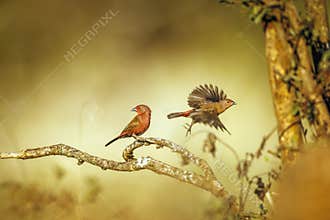 Jameson Firefinch in Greater Kruger National park, South Africa