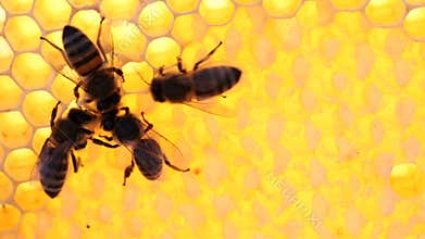 Bees on honeycomb