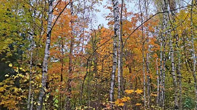 Autumn forest with birch trees and colorful foliage