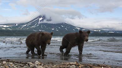Brown bears cubs catching fish in the lake