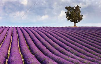 Lavender field and a lone tree