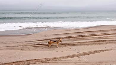 Coyote walking along the coastline of Namibia near the Atlantic Ocean