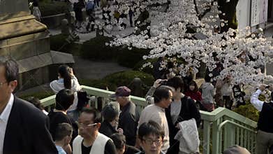 People celebrating the cherry blossom at Kudanishita in Tokyo