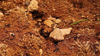 Ants carrying wild grass seeds into anthill and ant nest, teamwork and nature