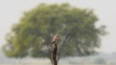full shot of Common kestrel or european kestrel or Falco tinnunculus perched on branch framed in tree full wingspan preening wings