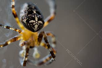 Macro photo of a spider.Orb-weaver spider,a member of the orb-weaving spider family