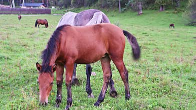 Herd of horses grazes peacefully in a meadow