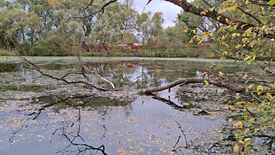 Autumn pond with fallen leaves and trees reflected in the water.