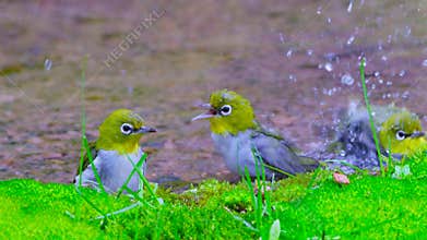 Chestnut-flanked White-eye
