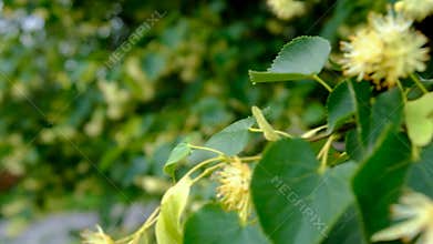 Linden trees bloom in the garden. Selective focus.