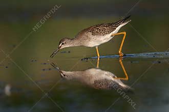 Lesser yellowlegs