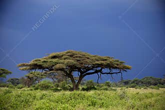 Amboseli during sunset and with storm clouds in background