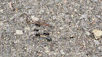 Exploring ants teamwork and adaptability in diverse terrains