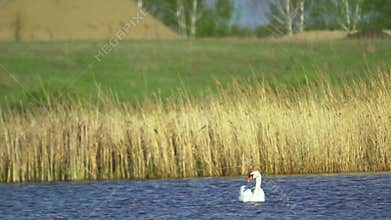 Mute swan (Cygnus olor). A white swan swims in a pond.