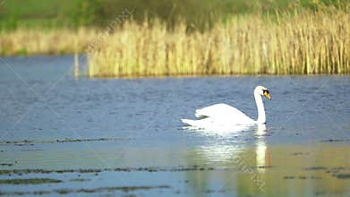 Mute swan (Cygnus olor). A white swan swims in a pond against a background of golden reeds. Slow motion