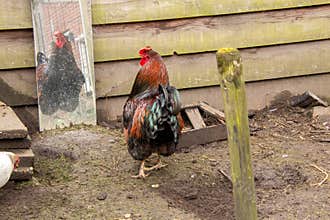 Barnevelder rooster sees himself in the mirror