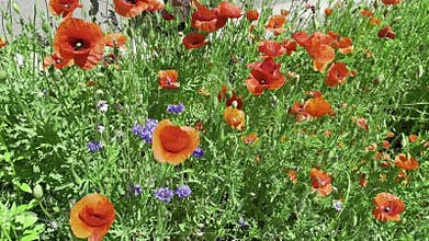 summer meadow filled with bright red poppies and delicate purple
