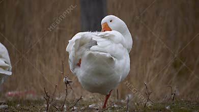 white goose or graylag goose walking on the grass in autumn in the village. Geese in nature. The goose stands on one leg.