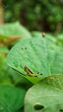 a grasshopper perched on a green leaf with a beetle behind it