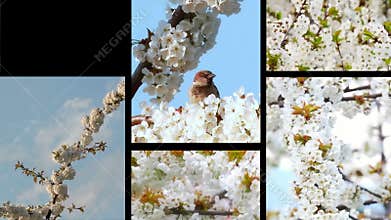 Collage with springtime clips
