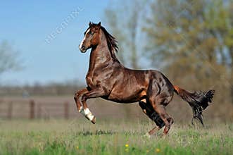 English thoroughbred horse jumping with a beautiful background
