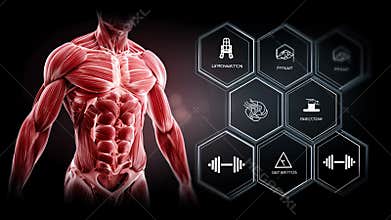Explore Human Anatomy With Detailed Illustrations of Muscle Groups and Fitness Concepts for Better Understanding of Body