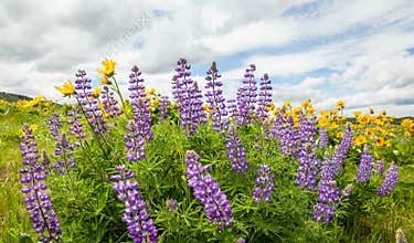 Wildflowers Blooming Spring Season in Maryhill WA with Clouds Time Lapse