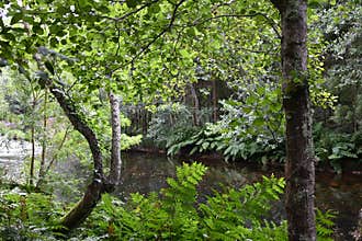 A picturesque view of a calm forest river surrounded by green trees, ferns and lush vegetation.