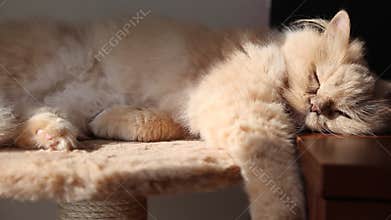 Cat relaxing with sunbeam